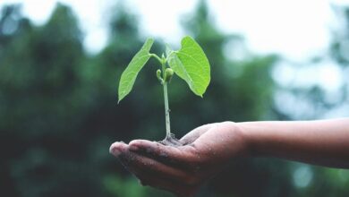 nipp indian growth initiative
