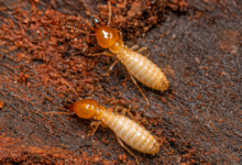 termite