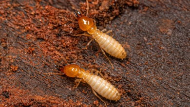 termite