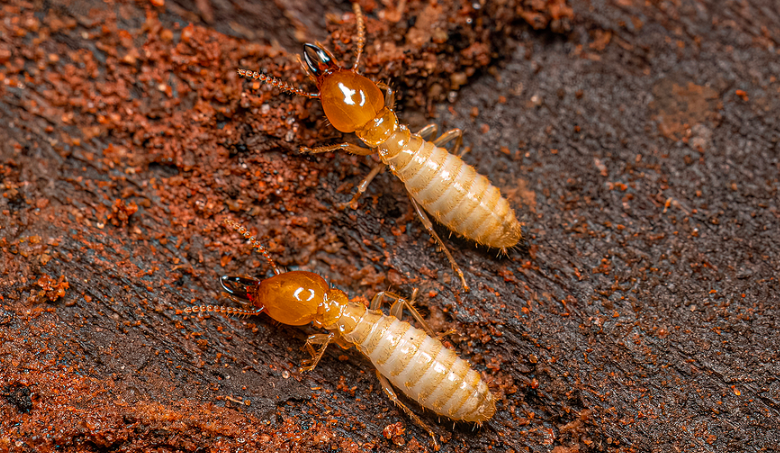 termite