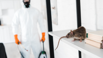 Why Choosing the Right Exterminators in Chelmsford Matters
