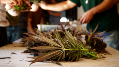 The Green Revolution in Dispensary Cannabis