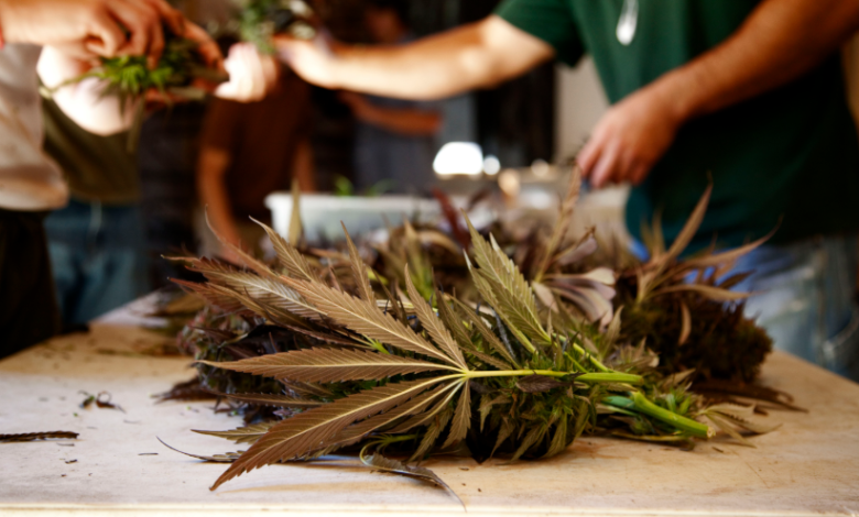 The Green Revolution in Dispensary Cannabis